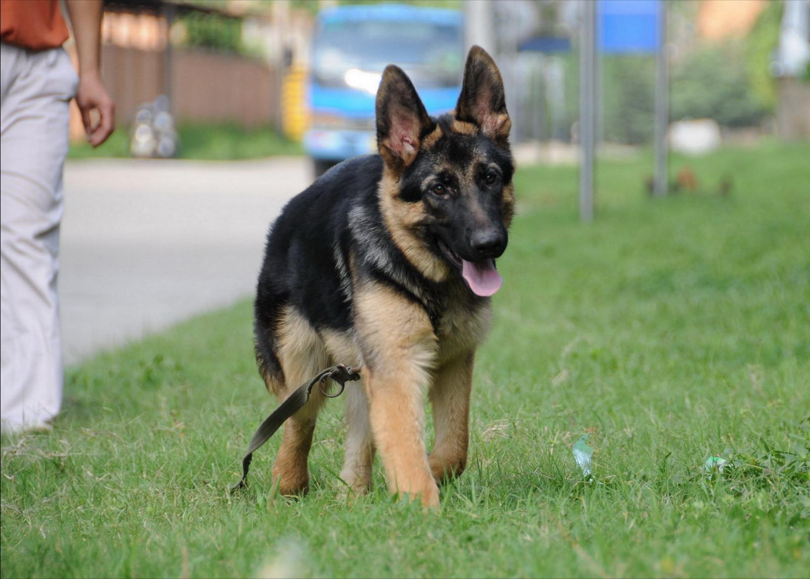 德牧狗拉稀用什么药最快,德牧幼犬拉稀是什么原因