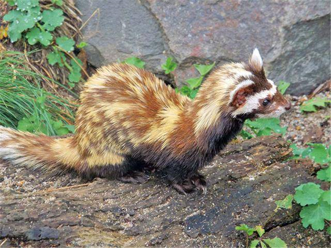 沙漠捕鼠高手视频,新疆沙漠中长相奇特的小老鼠