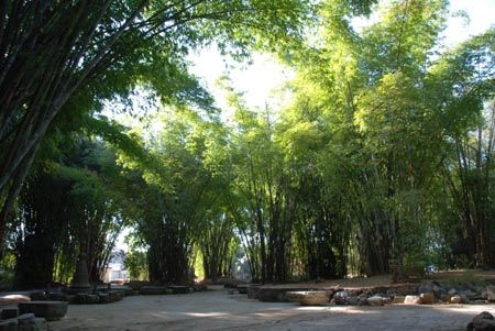 听月光下的凤尾竹你能感受到什么,月光下的凤尾竹律动