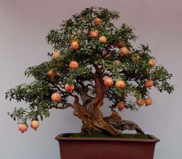 春季盆栽石榴花开花,石榴花盆栽怎样开花多