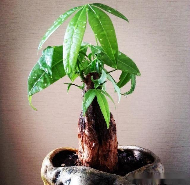 花卉烂根药好使吗,花卉烂根后用什么肥好些