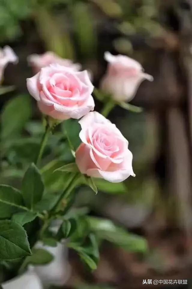粉佳人玫瑰花苞什么颜色,粉佳人玫瑰怎么养护