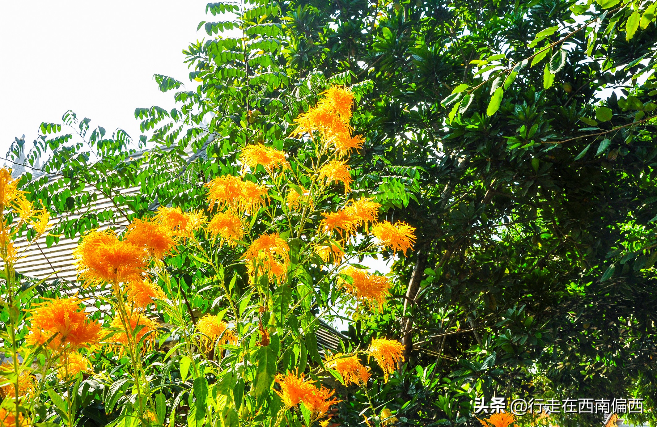 西双版纳五树六花景点,西双版纳都有哪些开花的树