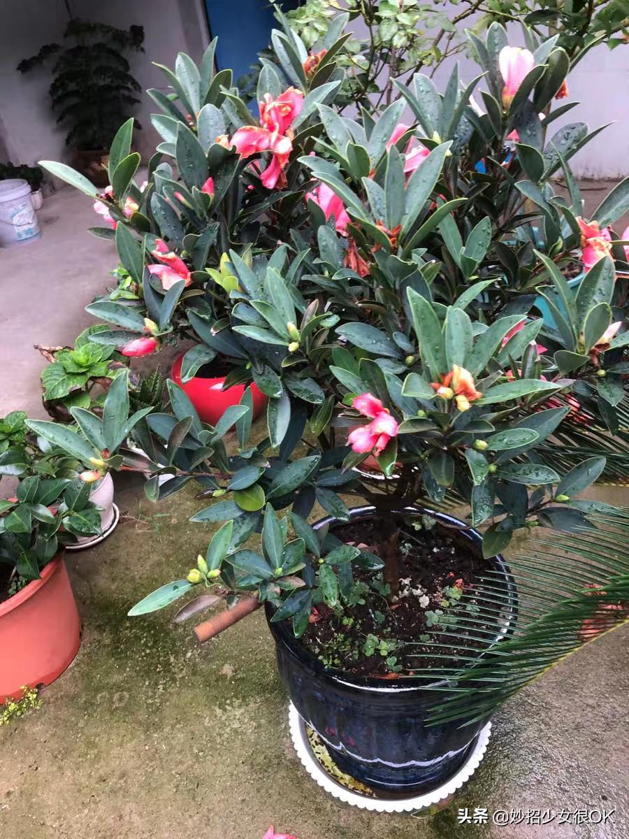 油烟机的废油真的可以养花,油烟机废油可以做什么