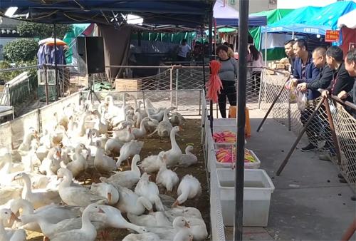 农村24个挣钱的事业，谁先做谁就是最先吃到螃蟹的人