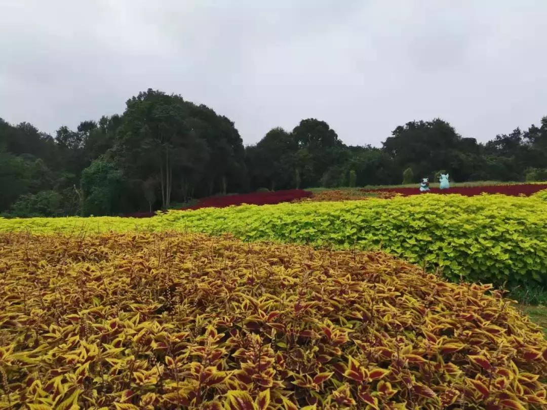 中秋优惠团购景区,团购石象湖门票