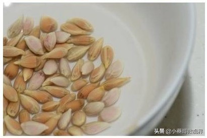 吃完的水果种子不要丢,吃完水果果核别扔