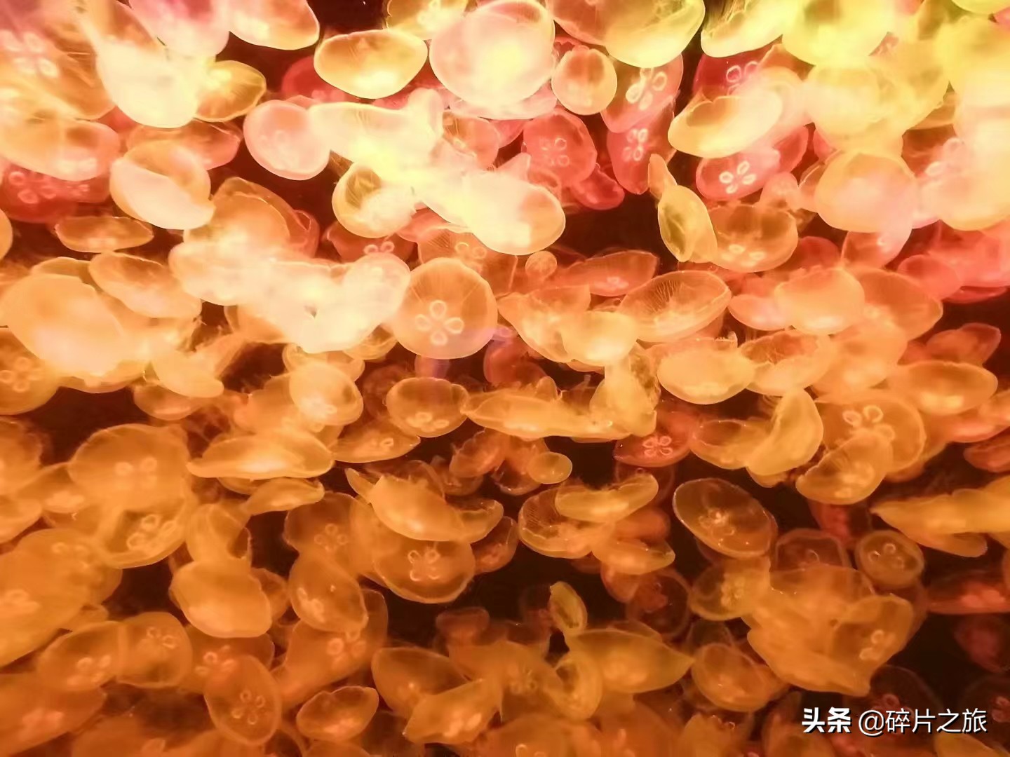 海滨城市大连旅游必备攻略,美丽的海滨城市大连星海广场