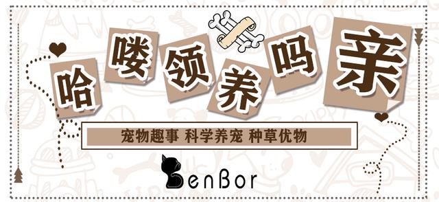 狗狗乱叫怎么教狗狗安静,狗狗乱叫怎么训练边牧