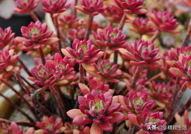 阳台养多肉怎么避免徒长,适合阳台养的多肉不容易徒长