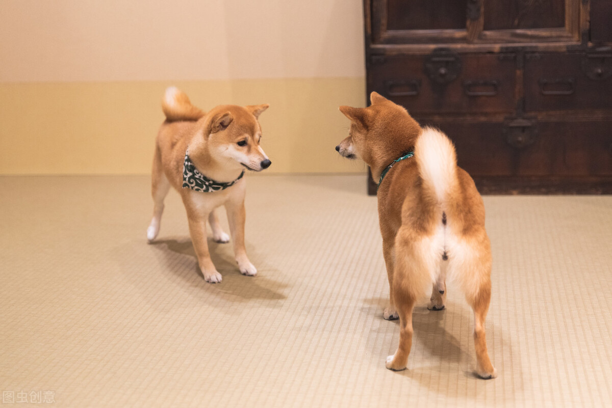 因表情包走红网络,网红柴犬表情包我只想拥有快乐