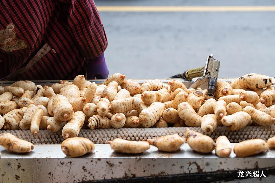 达州道地药材天麻,正宗中药材天麻