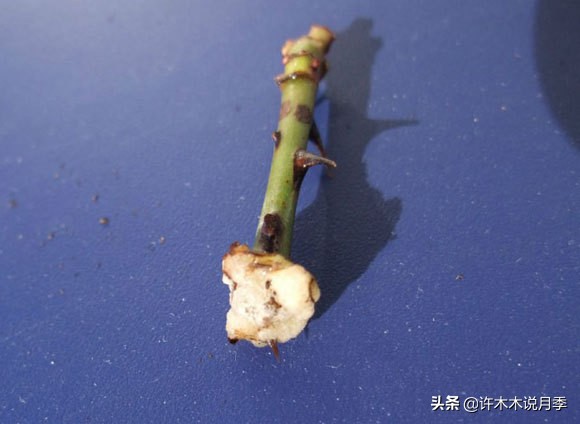 月季扦插长出愈伤组织后多久生根,如何判断月季是根瘤还是愈合组织