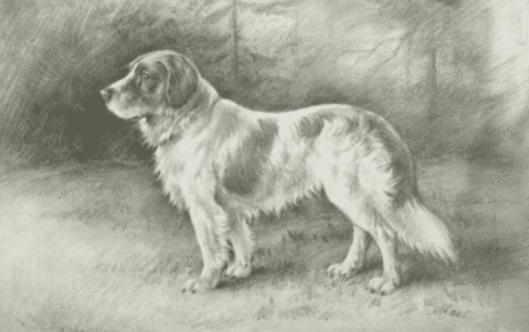 新疆纯正血统土狗,纯正土狗养殖方法