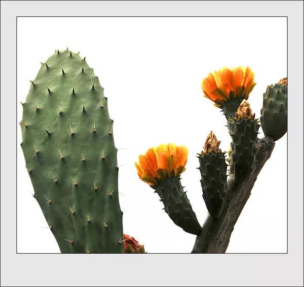 我喜爱的植物仙人掌三年级作文,我的植物朋友三年级作文仙人掌