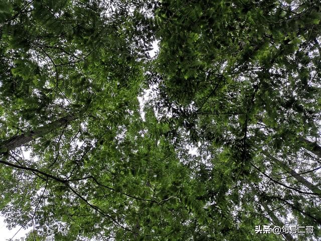 湖北省云梦县美丽乡村行,云梦伍洛美丽乡村