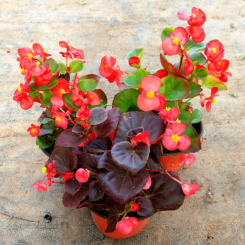 人养花一时养人一生,人养花同时花也养人