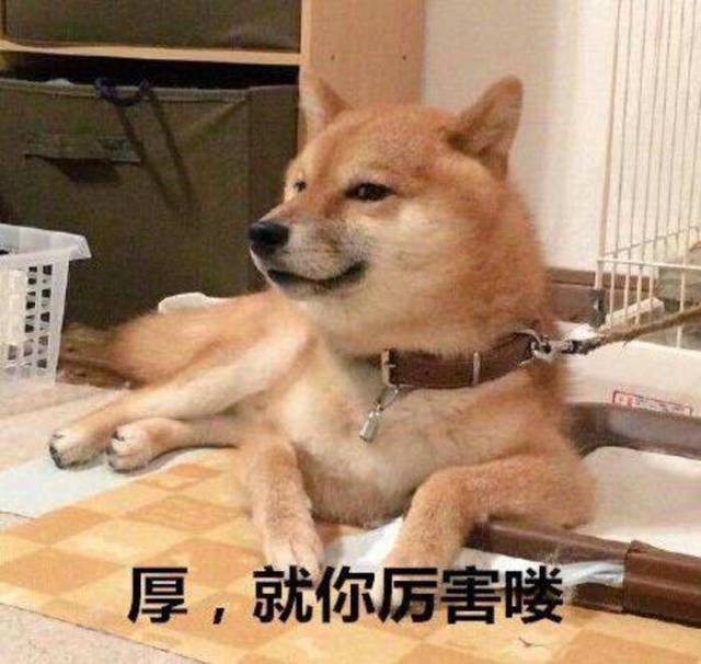 训犬师难不难,当训犬师的真实感受