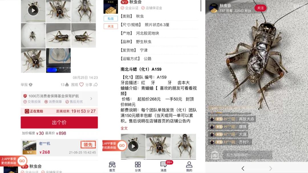 养蛐蛐赚100万,卖蛐蛐怎么赚钱的