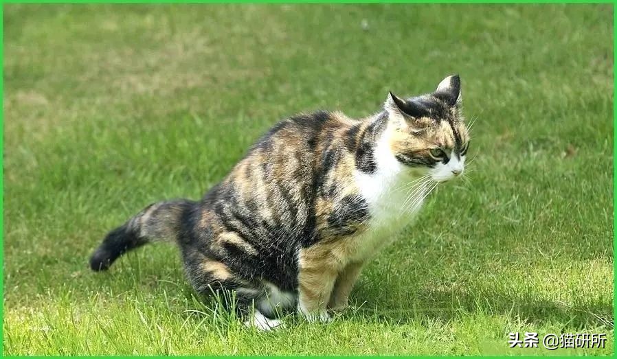 猫咪乱尿怎么办4招教你轻松解决,猫咪在衣服上乱尿是什么原因