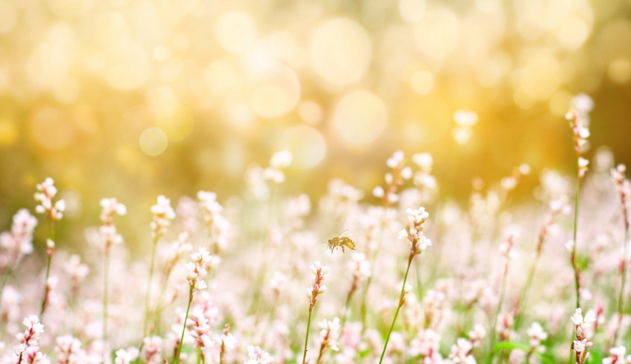 2019高考语文必备120个文言文,高考必考文言解读