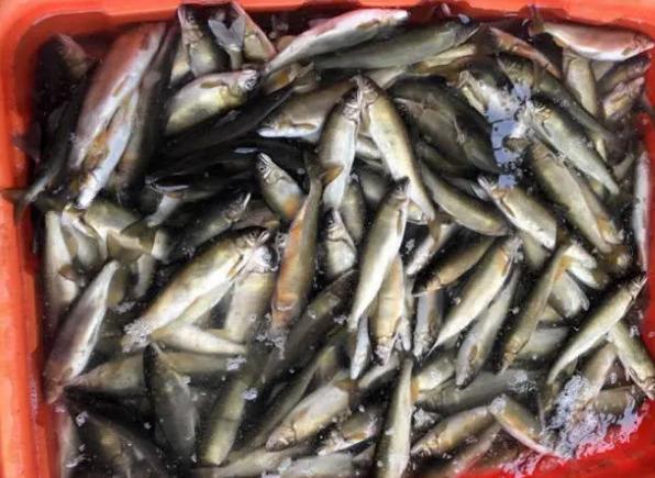 路亚现在还能野钓吗,现在还能野钓路亚吗