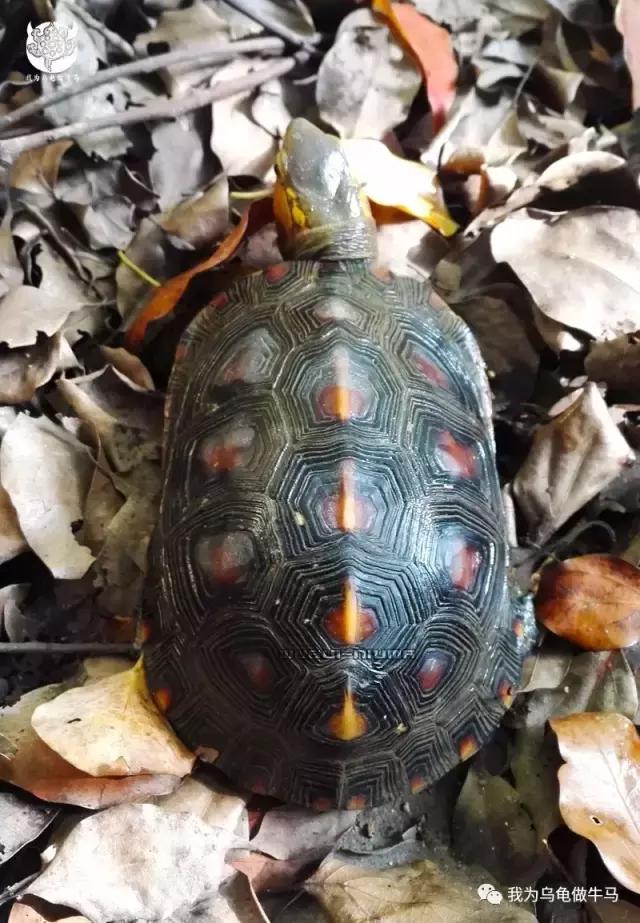 黄缘闭壳龟全集,黄缘闭壳龟和黄缘盒龟