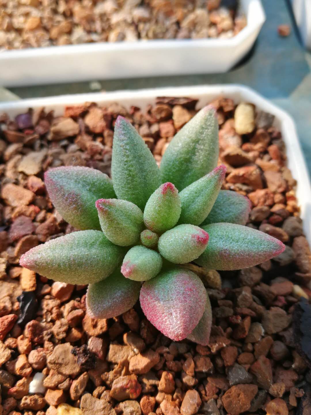 全部水泡类多肉,水泡多肉耐冻不