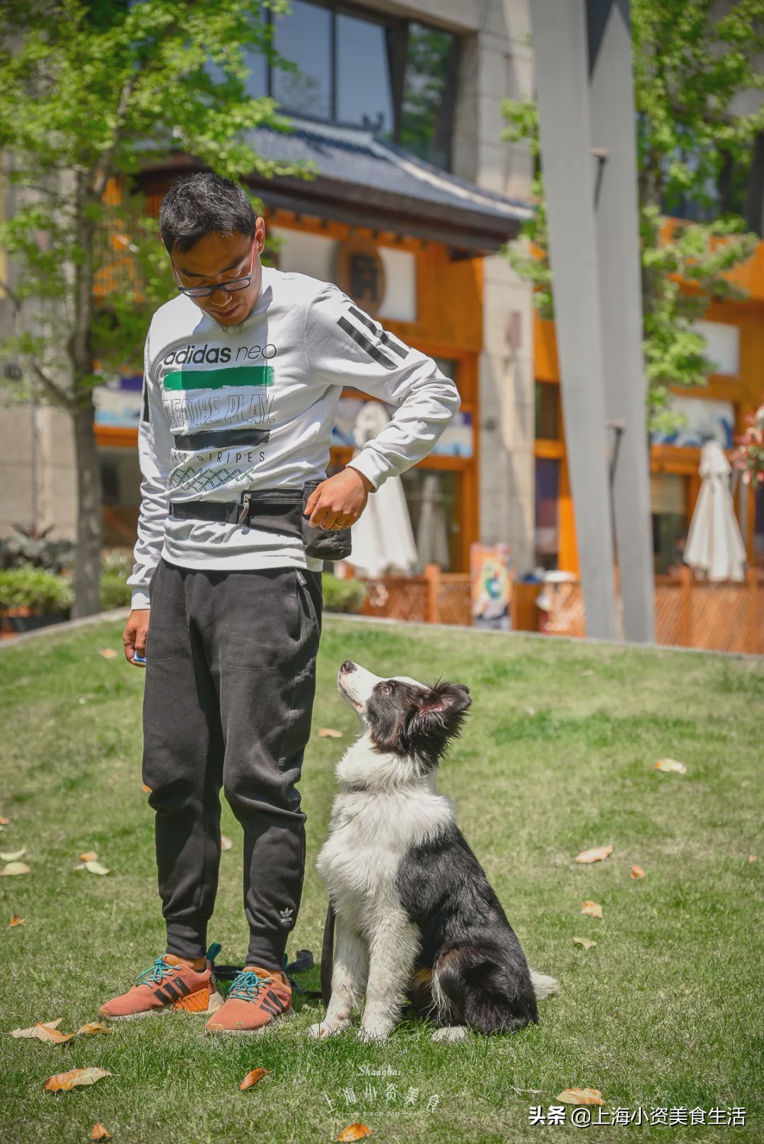 豆柴犬幼犬直播,豆柴是一只非常可爱的小狗