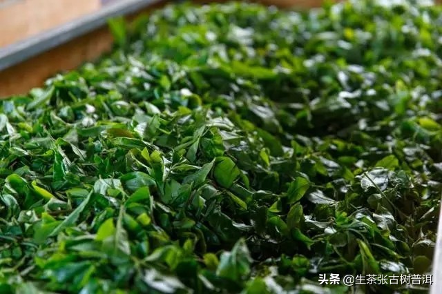 生普洱茶是寒的还是热的呢,普洱生茶什么体质人可以喝