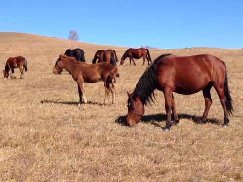 中国每年吃多少马肉,全球每年宰杀近470万匹马马肉