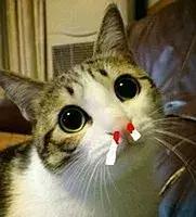 猫咪猫闹该怎么办？现在还有人相信棉签*法大**？