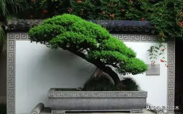 生桩的种植方法和技巧,生桩用什么土栽种最好