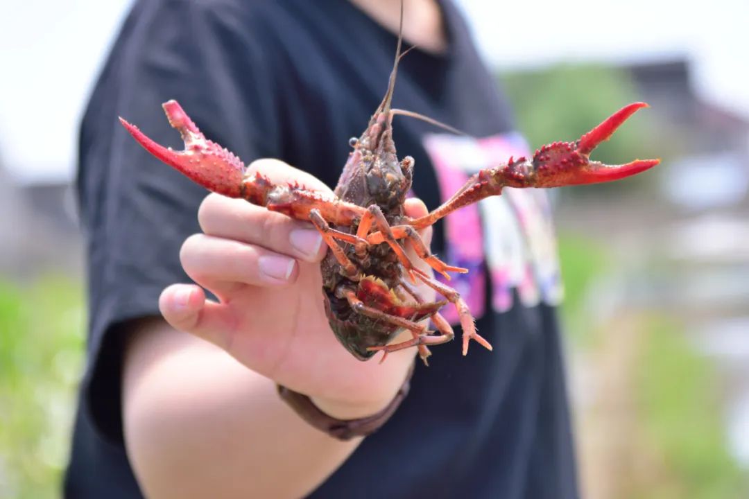 龙虾爱好者集合,虾场钓龙虾的方法和技巧