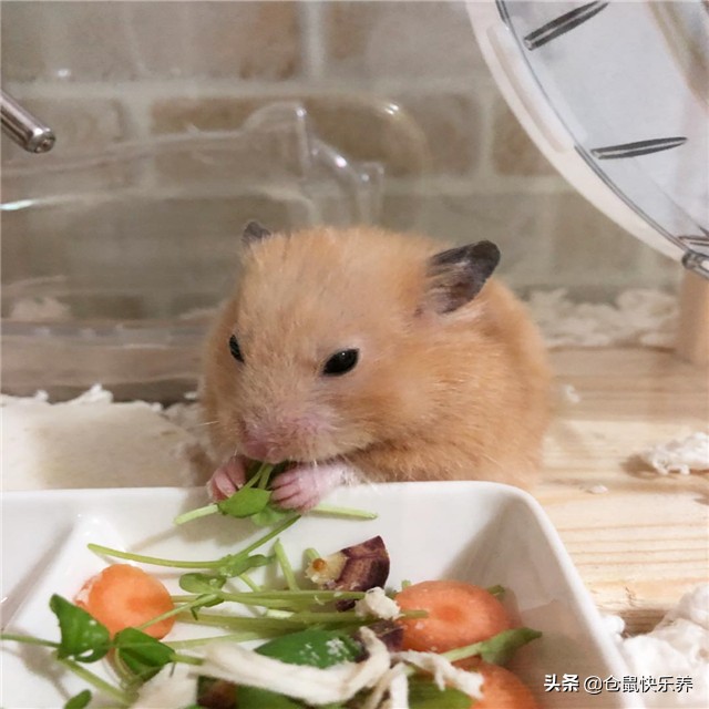 仓鼠因吃的太好而遭羡慕,但鼠鼠却愁容满面,表示菜单该换了