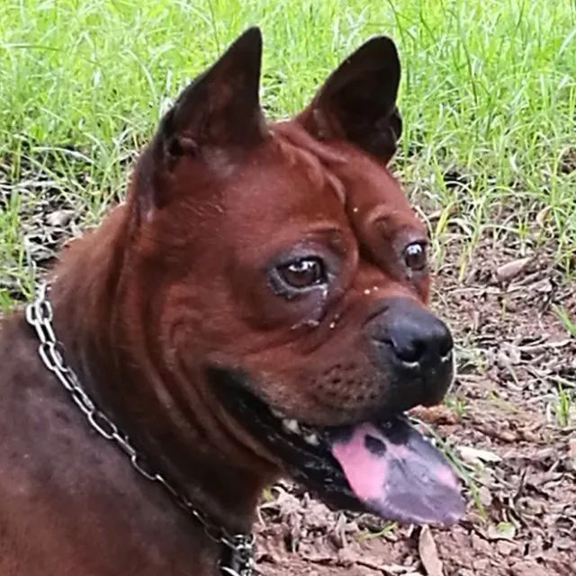 川东猎犬藏獒,川东猎犬容易攻击人吗