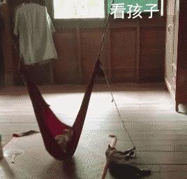 看到自家猫心情都会很好,这样的猫你会想养一只吗