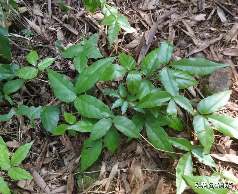 2021农村投资什么行业前景好,2019农村创业好项目投资小利润大