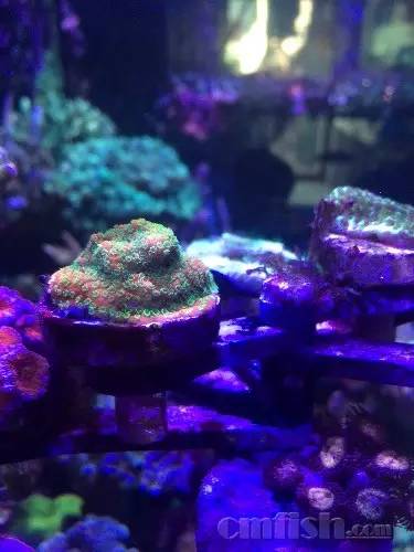 KELO钜彩照明LED水族灯试用活动鱼友评测详情（二）