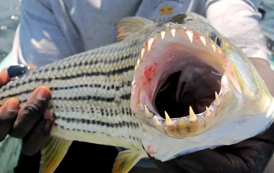 世界十大凶猛淡水鱼类,顶级淡水鱼类