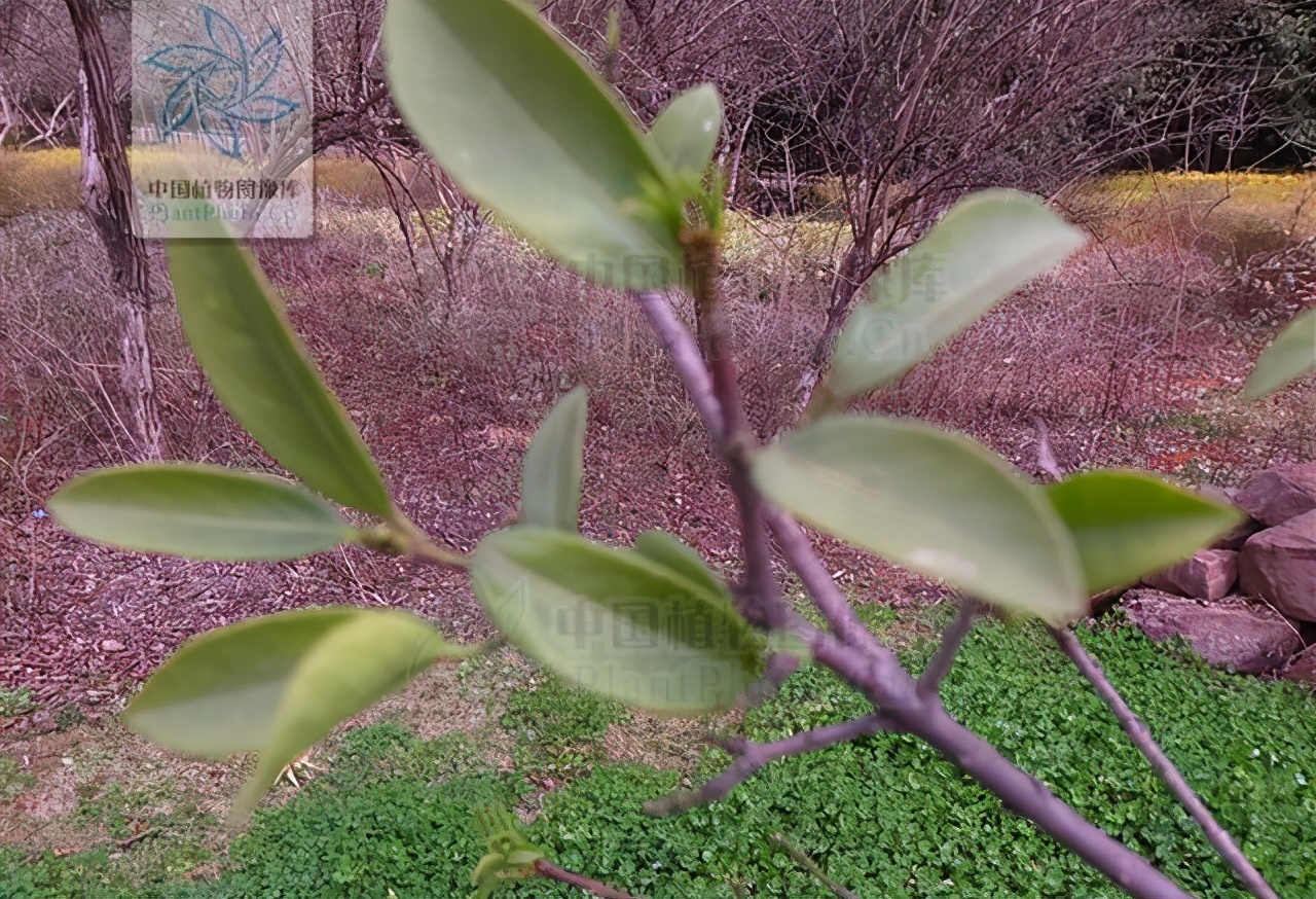 金丝杜仲，见过吗？治跌打损伤，腰腿痛，风湿疼痛