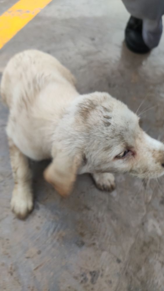 这是什么狗,狗狗横齿什么样