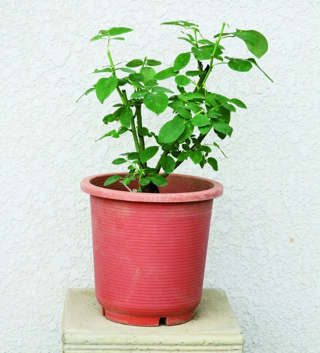 夏季月季怎么施肥,月季夏季要遮阳吗