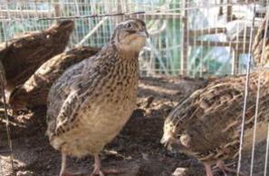 养鹌鹑鸟需要注意哪几方面的问题,养鹌鹑需要注意些什么