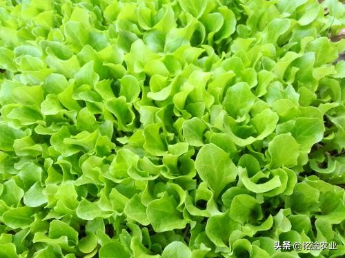 什么青菜好种植又有营养,铭途农业