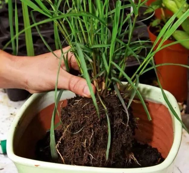 养什么植物有杀蚊子但对人无伤害,什么植物驱蚊子效果最好好养活