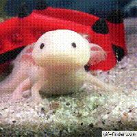 超萌六角龙,可爱萌宠六角龙