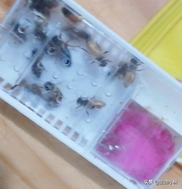 邮寄蜂王怎样介入,邮寄蜂王怎样安全介入新蜂群