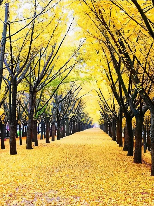 江苏省徐州市市级行政区是哪里,江苏省徐州市有哪个区