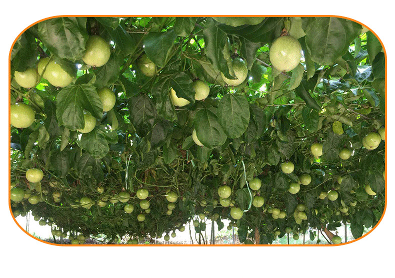 武平芙蓉李,武平芙蓉李品牌